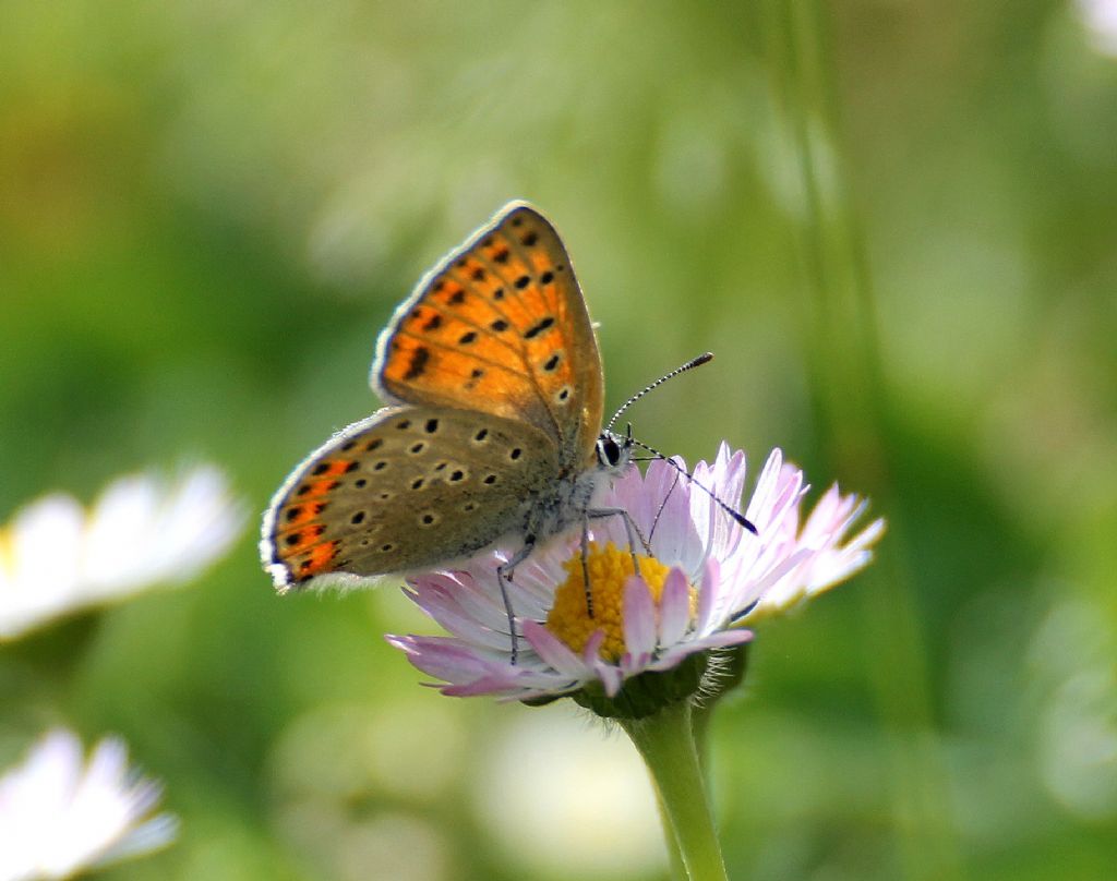 Lycaena ....?  Lycaena tityrus